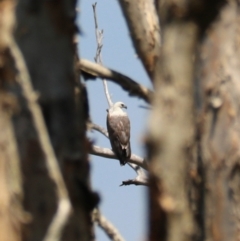 Haliaeetus leucogaster (White-bellied Sea-Eagle) at Coopernook, NSW - 12 Nov 2023 by Rixon