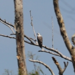 Haliaeetus leucogaster at Coopernook, NSW - 12 Nov 2023