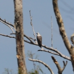 Haliaeetus leucogaster at Coopernook, NSW - 12 Nov 2023 11:48 AM