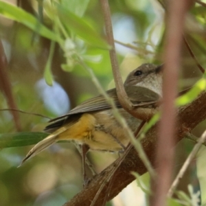 Pachycephala pectoralis at Coopernook, NSW - 12 Nov 2023