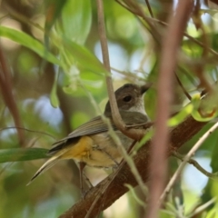 Pachycephala pectoralis at Coopernook, NSW - 12 Nov 2023