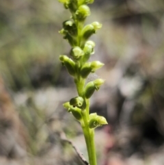 Microtis sp. (Onion Orchid) at Captains Flat, NSW - 17 Nov 2023 by Csteele4