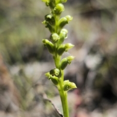 Microtis sp. (Onion Orchid) at QPRC LGA - 17 Nov 2023 by Csteele4