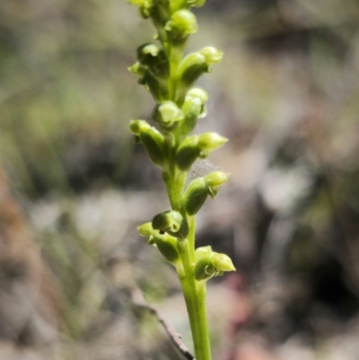Microtis sp. (Onion Orchid) at Captains Flat, NSW - 17 Nov 2023 by Csteele4