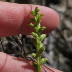 Microtis sp. at QPRC LGA - suppressed