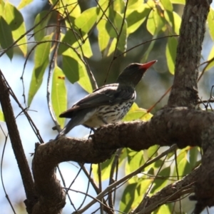 Oriolus sagittatus at Coopernook, NSW - 12 Nov 2023 12:00 PM