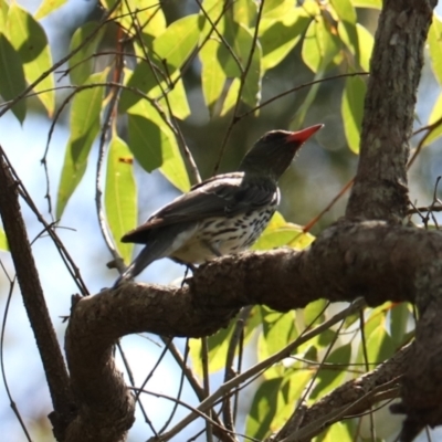 Oriolus sagittatus (Olive-backed Oriole) at Coopernook, NSW - 12 Nov 2023 by Rixon