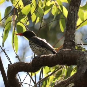 Oriolus sagittatus at Coopernook, NSW - 12 Nov 2023 12:00 PM