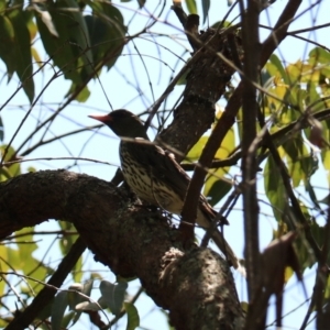 Oriolus sagittatus at Coopernook, NSW - 12 Nov 2023 12:00 PM