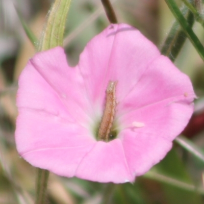 Helicoverpa (genus) (A bollworm) at Throsby, ACT - 15 Nov 2023 by JenniM