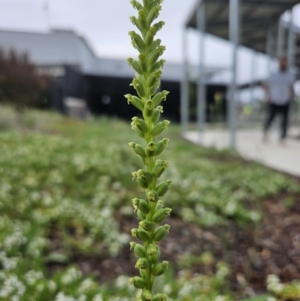 Microtis unifolia at Denman Prospect, ACT - suppressed