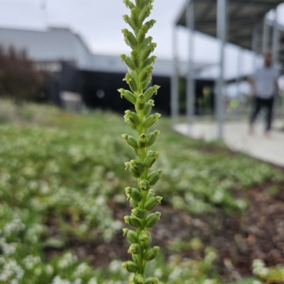 Microtis unifolia (Common Onion Orchid) at Denman Prospect, ACT - 14 Nov 2023 by AaronClausen