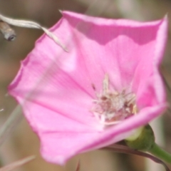 Heliocosma (genus - immature) (A tortrix or leafroller moth) at Kaleen, ACT - 15 Nov 2023 by JenniM