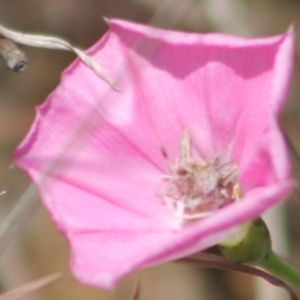 Heliocosma (genus - immature) at Kaleen, ACT - 15 Nov 2023