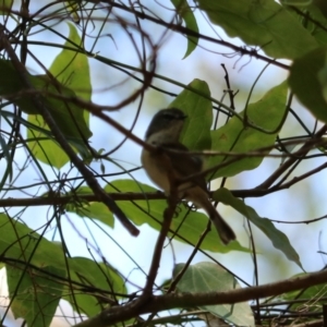 Gerygone mouki at Coopernook, NSW - 12 Nov 2023 12:09 PM