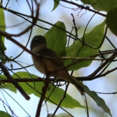 Gerygone mouki at Coopernook, NSW - 12 Nov 2023 12:09 PM