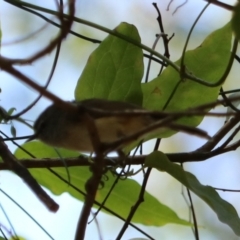 Gerygone mouki at Coopernook, NSW - 12 Nov 2023 12:09 PM