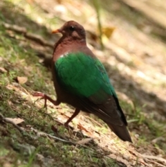 Chalcophaps longirostris (Pacific Emerald Dove) at Coopernook, NSW - 12 Nov 2023 by Rixon