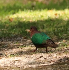 Chalcophaps longirostris at Coopernook, NSW - 12 Nov 2023