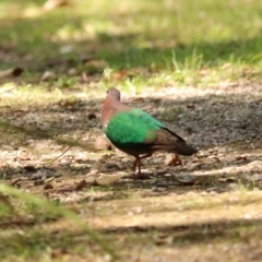 Chalcophaps longirostris at Coopernook, NSW - 12 Nov 2023