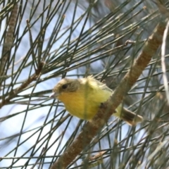 Acanthiza nana (Yellow Thornbill) at Bulahdelah, NSW - 12 Nov 2023 by Rixon