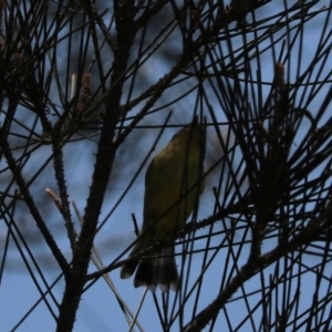 Acanthiza nana at Bulahdelah, NSW - 12 Nov 2023