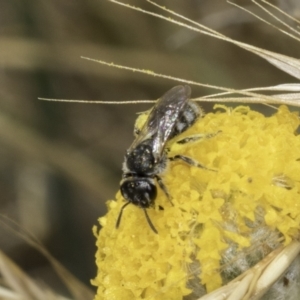 Lasioglossum (Chilalictus) sp. (genus & subgenus) at Fraser, ACT - 17 Nov 2023 11:58 AM