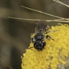 Lasioglossum (Chilalictus) sp. (genus & subgenus) at Fraser, ACT - 17 Nov 2023 11:58 AM