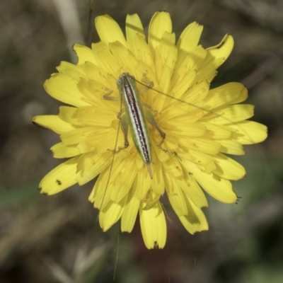Conocephalus semivittatus (Meadow katydid) at Dunlop Grassland (DGE) - 17 Nov 2023 by kasiaaus