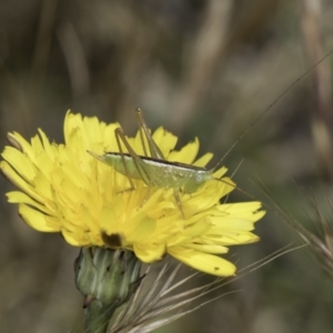 Conocephalus semivittatus at Fraser, ACT - 17 Nov 2023