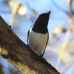 Myiagra rubecula (Leaden Flycatcher) at Tuggeranong, ACT - 17 Nov 2023 by HelenCross