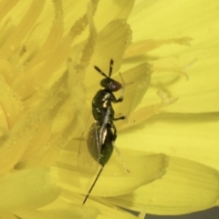 Torymidae (family) (Torymid wasp) at Fraser, ACT - 17 Nov 2023 by kasiaaus