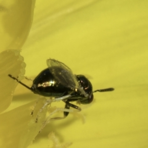 Torymidae (family) at Fraser, ACT - 17 Nov 2023 12:02 PM