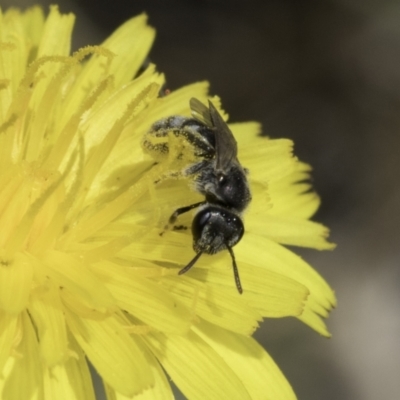 Lasioglossum (Chilalictus) sp. (genus & subgenus) (Halictid bee) at Dunlop Grasslands - 17 Nov 2023 by kasiaaus