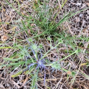 Eryngium ovinum at Franklin Grassland (FRA_5) - 4 Nov 2023