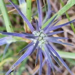 Eryngium ovinum at Franklin Grassland (FRA_5) - 4 Nov 2023