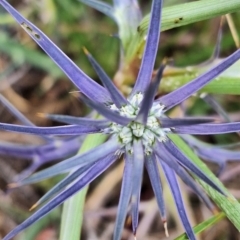 Eryngium ovinum at Franklin Grassland (FRA_5) - 4 Nov 2023