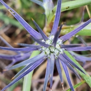 Eryngium ovinum at Franklin Grassland (FRA_5) - 4 Nov 2023