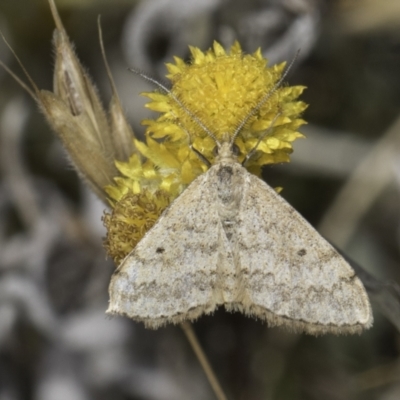 Scopula rubraria (Reddish Wave, Plantain Moth) at Fraser, ACT - 17 Nov 2023 by kasiaaus