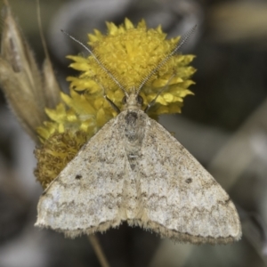 Scopula rubraria at Fraser, ACT - 17 Nov 2023