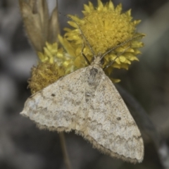 Scopula rubraria at Fraser, ACT - 17 Nov 2023