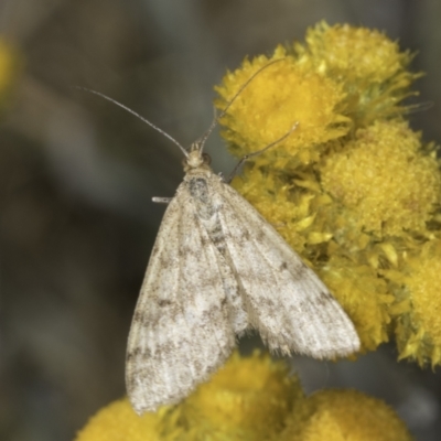 Scopula rubraria (Reddish Wave, Plantain Moth) at Dunlop Grassland (DGE) - 17 Nov 2023 by kasiaaus