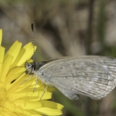 Zizina otis (Common Grass-Blue) at Dunlop Grassland (DGE) - 17 Nov 2023 by kasiaaus