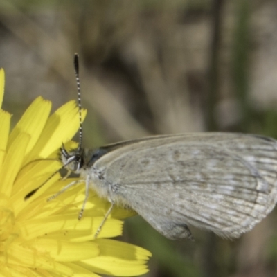 Zizina otis (Common Grass-Blue) at Fraser, ACT - 17 Nov 2023 by kasiaaus