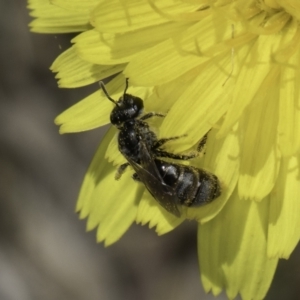 Lasioglossum (Chilalictus) sp. (genus & subgenus) at Fraser, ACT - 17 Nov 2023 12:13 PM