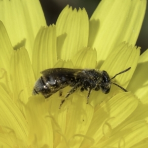 Lasioglossum (Chilalictus) sp. (genus & subgenus) at Fraser, ACT - 17 Nov 2023 12:13 PM