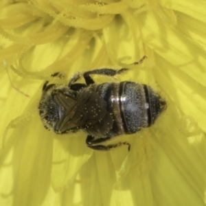 Lasioglossum (Chilalictus) sp. (genus & subgenus) at Fraser, ACT - 17 Nov 2023 12:13 PM