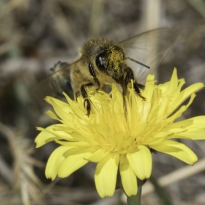 Apis mellifera (European honey bee) at Dunlop Grassland (DGE) - 17 Nov 2023 by kasiaaus