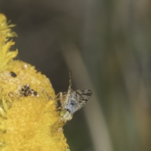 Austrotephritis poenia at Fraser, ACT - 17 Nov 2023