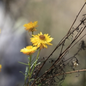 Xerochrysum viscosum at Molonglo Gorge - 17 Nov 2023 02:03 PM